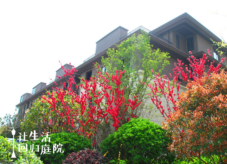 前后张望南阳50年：：：这样的庭院，很难再有了！！